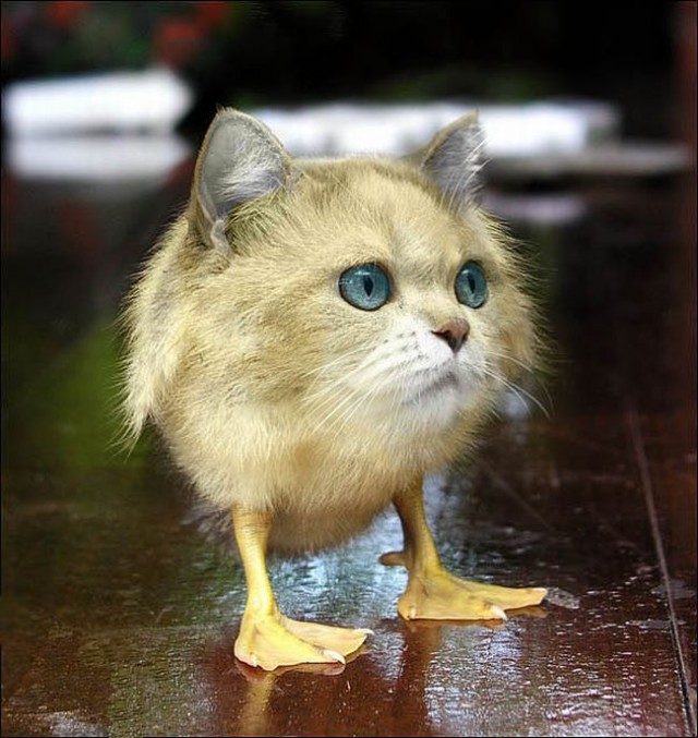 Прикольные коты на среду! ОЧЕНЬ МНОГО!
