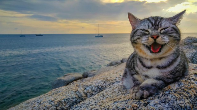 Прикольных котов пост