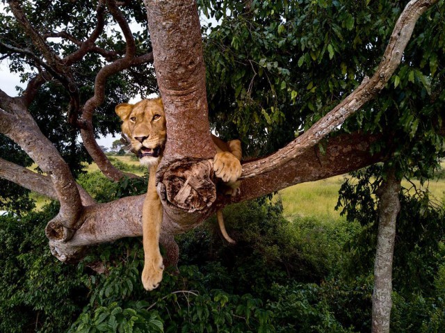 Живность из сети