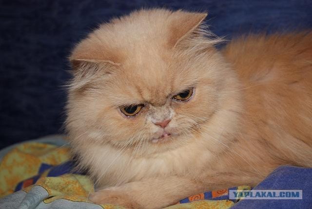 Котовторник  на  ЯПлакалъ
