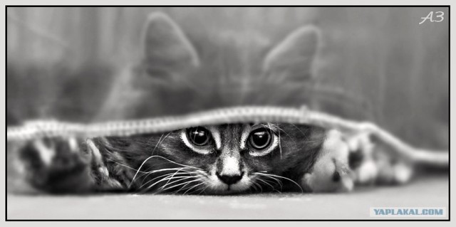 Котовторник в ЯПонии (58 фот)