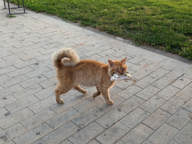 Прикольных котов пост