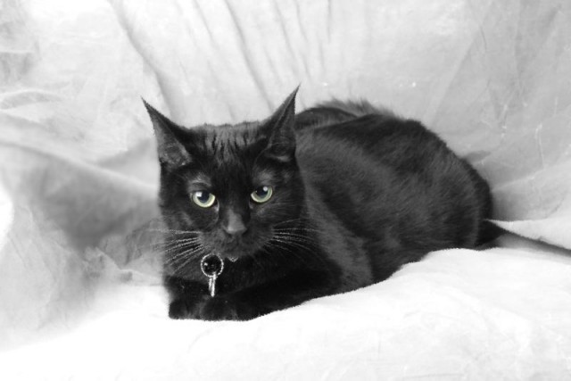 Котовторник на ЯПе (21.04.2009)