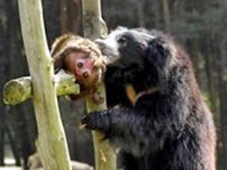 Сколько медведя не корми... (3 фото)