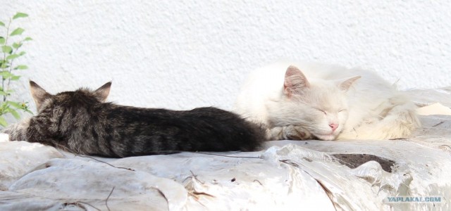 Котовторник 06.09.11