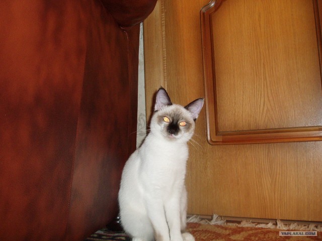 Профессиональный котовторник