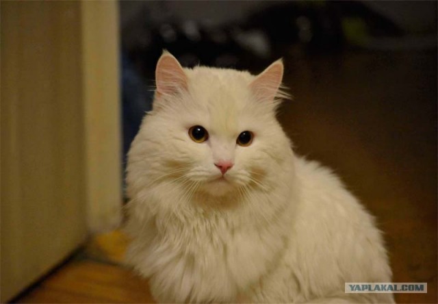 Котовторник так котовторник!