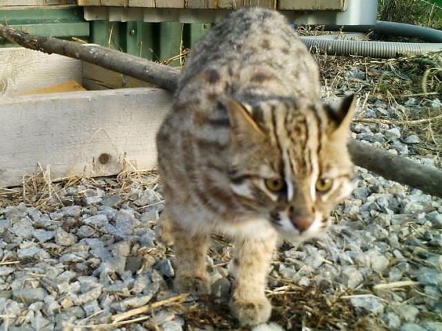 В Приморье удалось выходить дикого лесного кота, подкинутого браконьерами