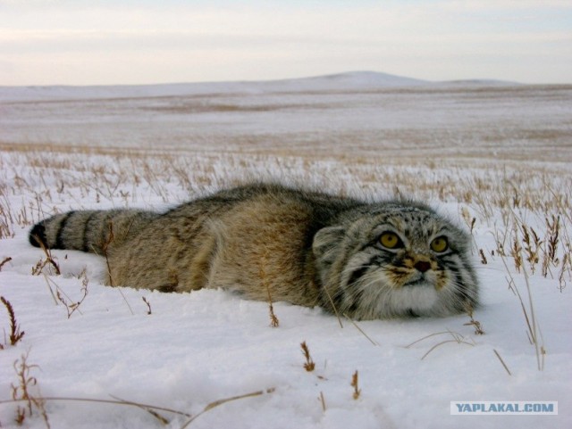 Котовторник 27.12.11