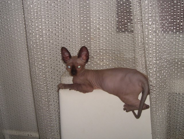 Котовторник (10.01.2012)