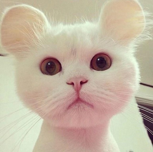 Милоты пост