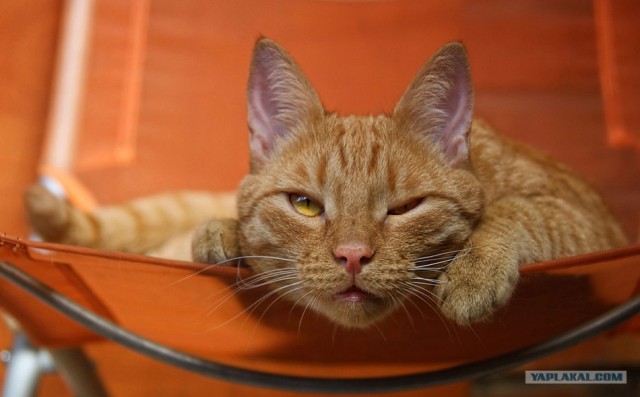 Котовторник (14.02.2012)