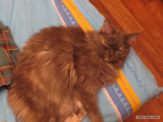 Котовторник! 13.03.2012