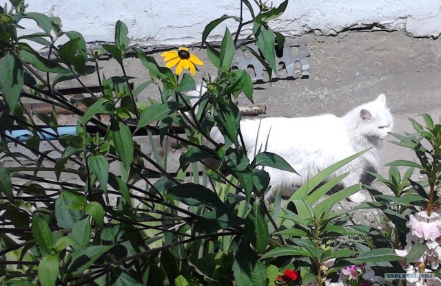 Котовторник 24.07.2012