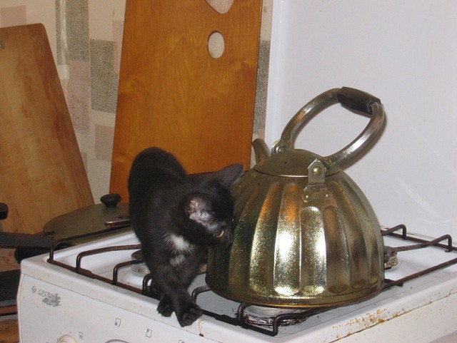 Котовторник 07.08.2012