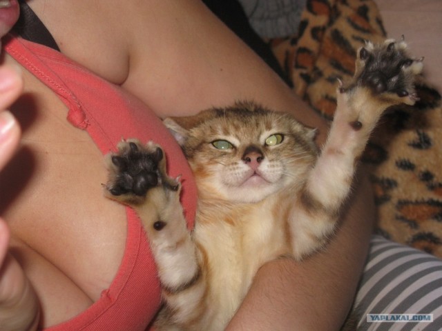 Котовторник  21.08.12