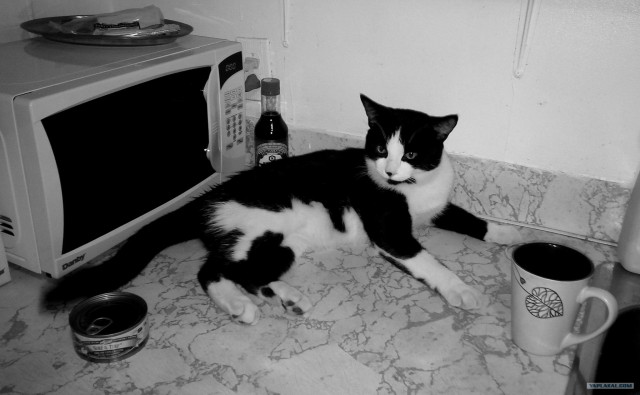 Котовторник  16.10.12