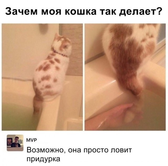 Забавные фото котеек