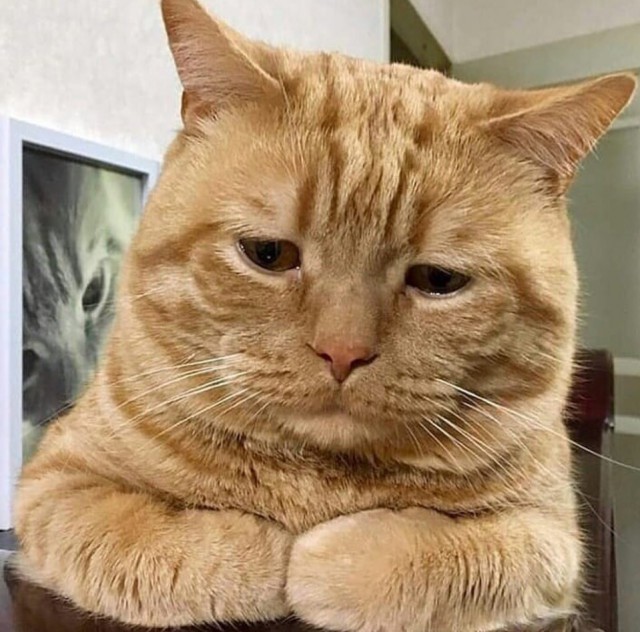 Забавные фото котеек