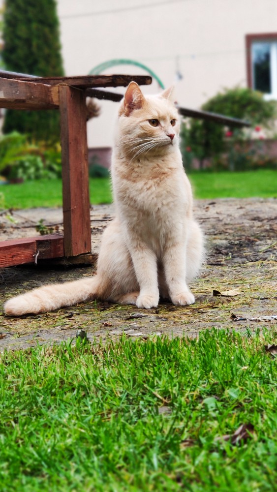 Девять причин, почему вам срочно надо завести кота