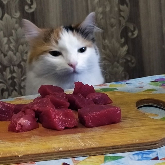 Забавные фото котеек