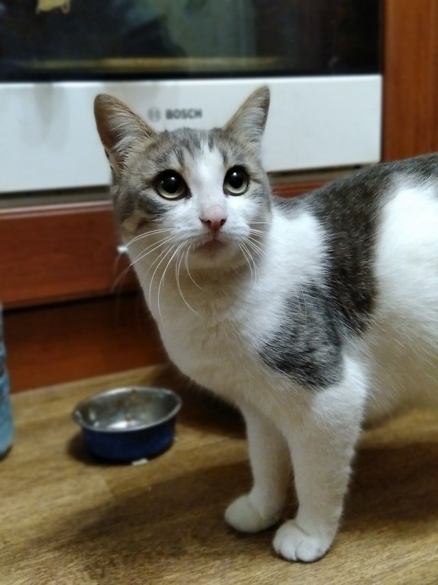 Забавные фото котеек