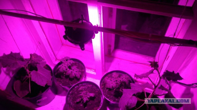 В Борисове мужчина решил вырастить куст конопли в шкафу