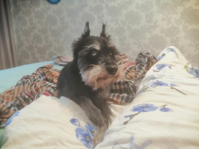 Собакочетверг. Нам сегодня 7 лет!