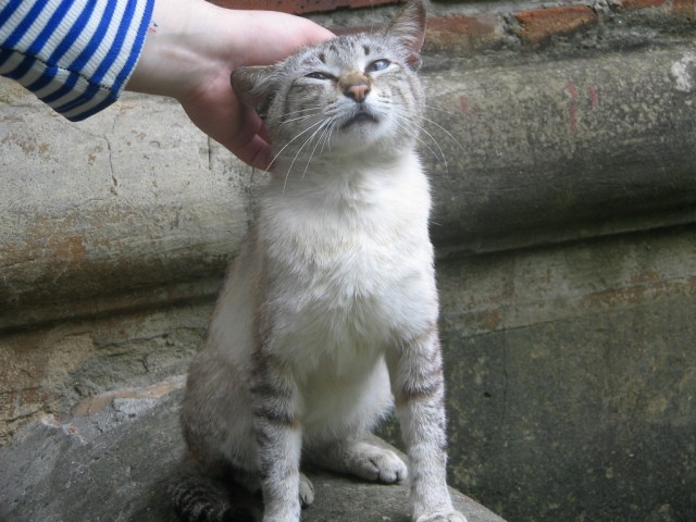 Задорные заборные котэ