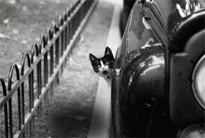 Фотожаба: Кот
