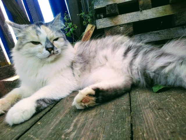 Котовторник