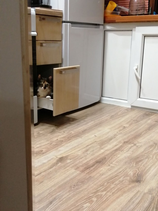 Эти забавные животные