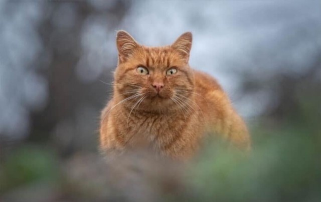 Люди принесли домой уличного кота, а их собаки приняли его, как брата