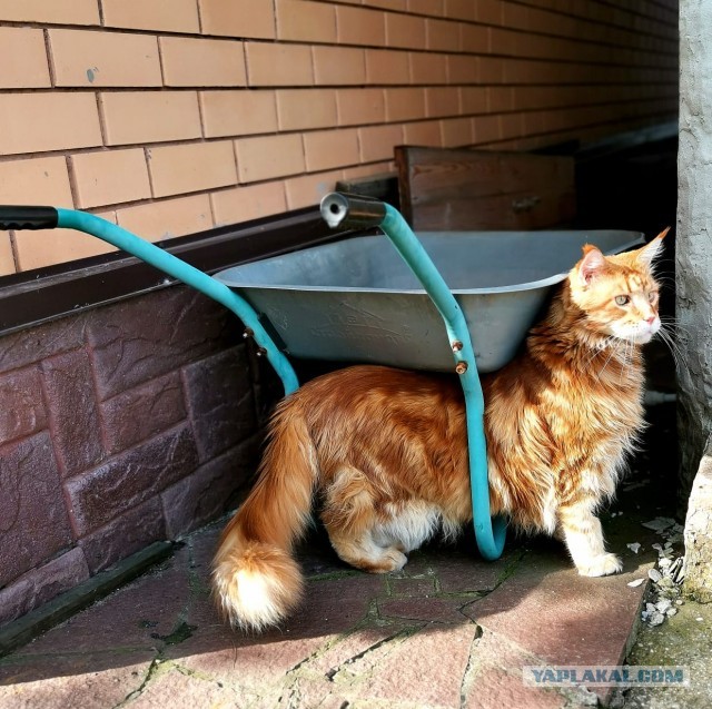 Котовторник 17.11.20
