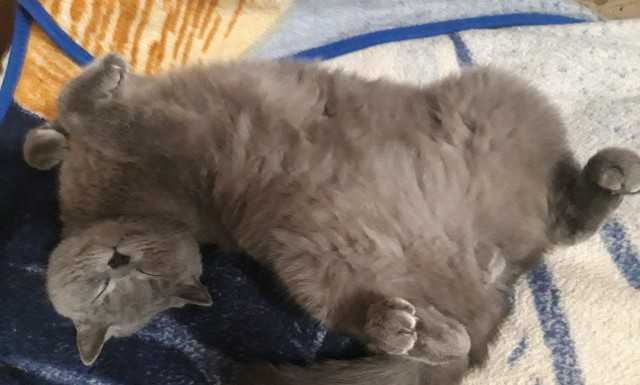 Котовторник. Добавляйте своих