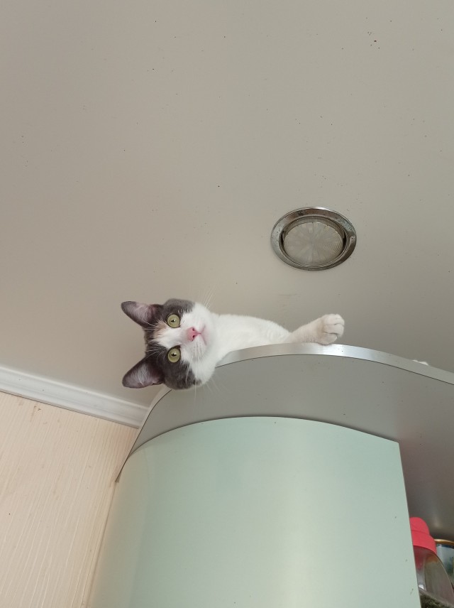 А котовторник уже начался?