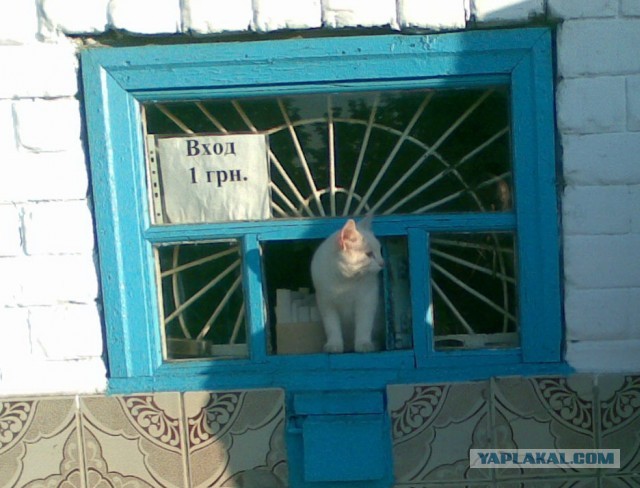Разные котики
