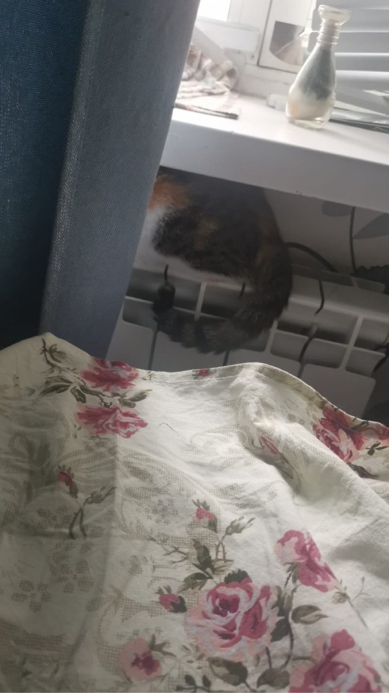 Солнце котовторника уже встало, Господа!