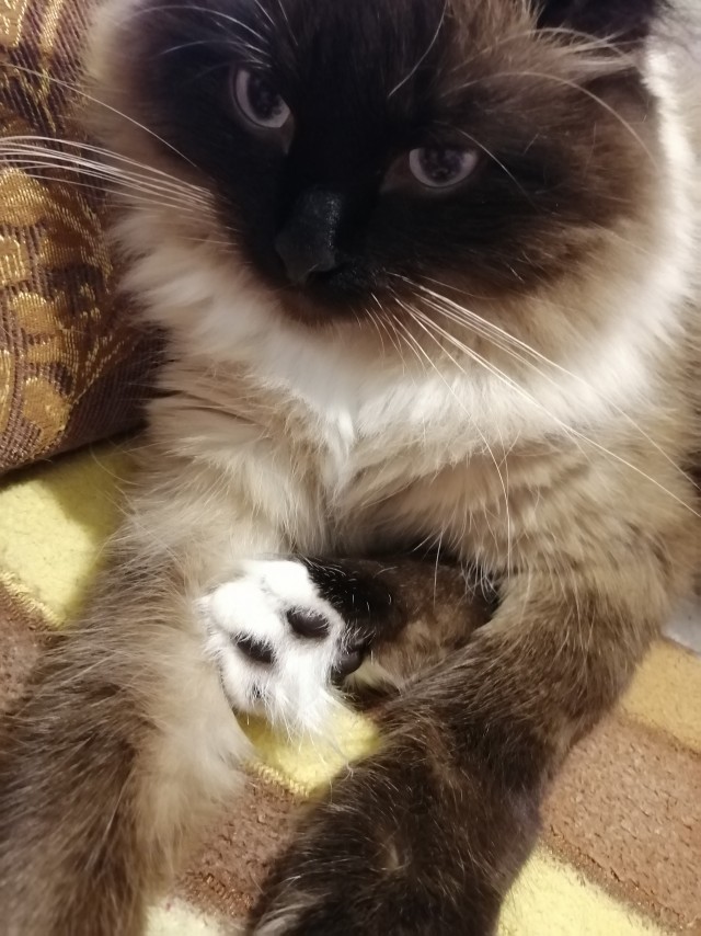 К котовторнику