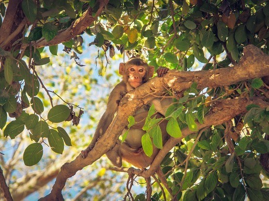 В Индии обезьяны устроили массовое убийство щенков