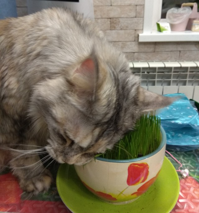 Котовторник. Февраль