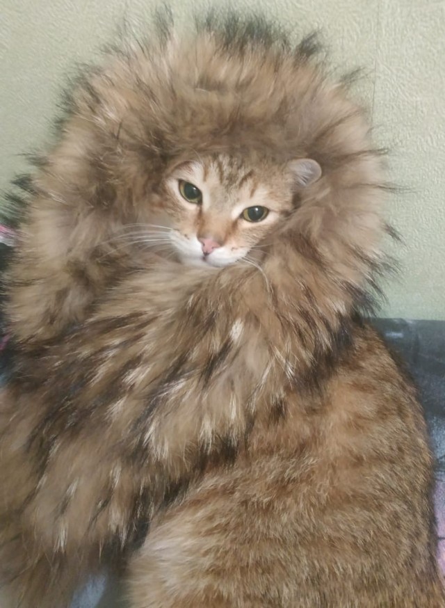 Господа и дамы ЯПа! Котовторник у нас начался! Отойдите от политоты и давайте котиков побольше!