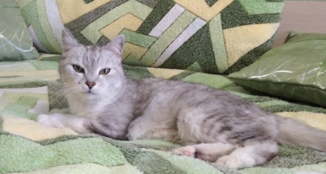 Котовторник. Королева помойки