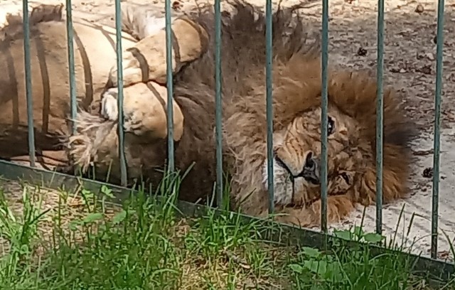 Котовторнику быть