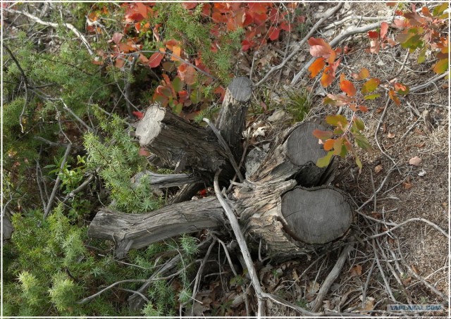 Крым. Змеиная балка. Терень-Джалга.