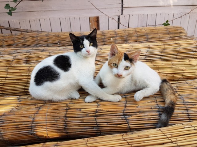 Кошаки. Греческие