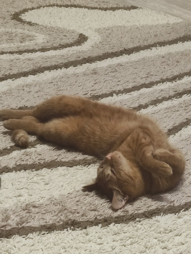 Котодракула