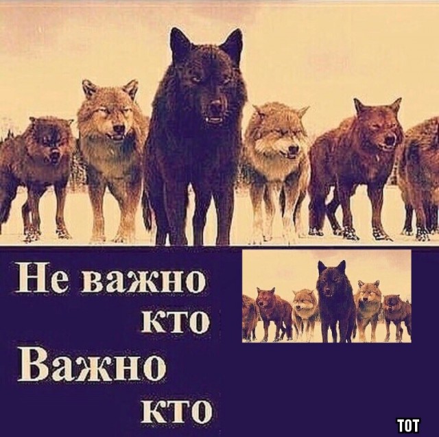 Опять волки. Зимой