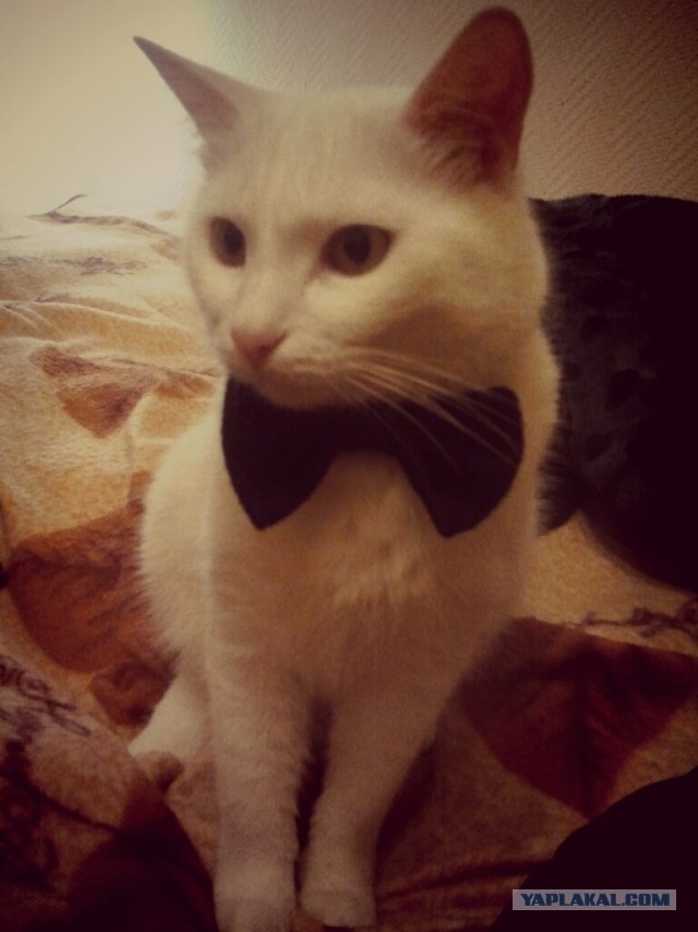 Есть кошки, у которых шило в одном месте