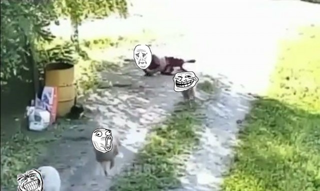 Слышь козел, ты на кого замахнулся?!